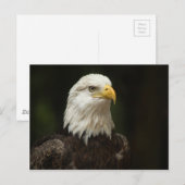 Adler Postkarte (Vorne/Hinten)