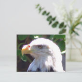 Adler Postkarte (Stehend Vorderseite)