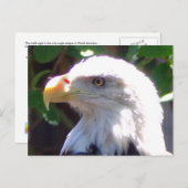 Adler Postkarte (Vorne/Hinten)