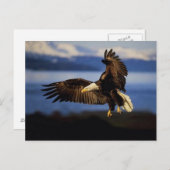 Adler Postkarte 38 (Vorne/Hinten)