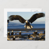 Adler Postkarte 445 (Vorne/Hinten)