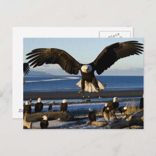 Adler Postkarte 445 (Vorne/Hinten)