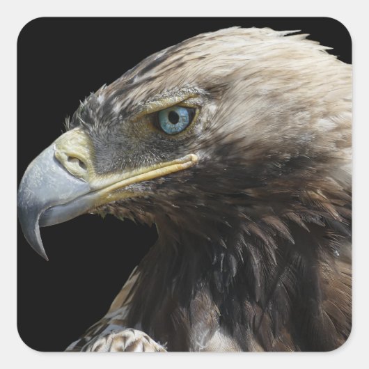Adler Quadratischer Aufkleber (Vorderseite)