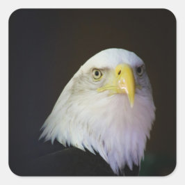 Adler Quadratischer Aufkleber