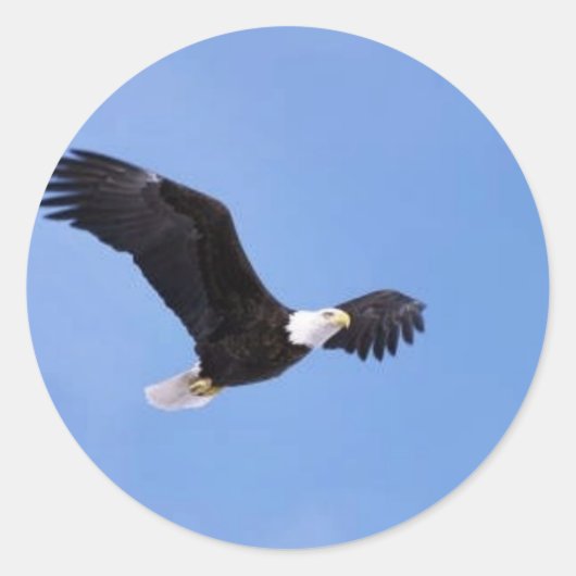 Adler Runder Aufkleber (Vorderseite)