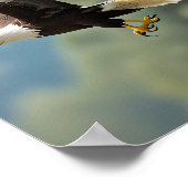 Adler stürzt durch den Himmel Poster (Ecke)