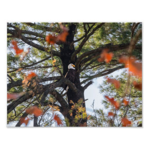 Adler und Fallende Blätter Fotodruck