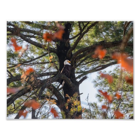 Adler und Fallende Blätter Fotodruck (Vorne)
