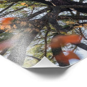 Adler und Fallende Blätter Fotodruck (Ecke)