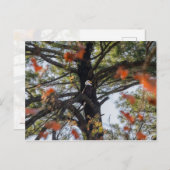 Adler und Fallende Blätter Postkarte (Vorne/Hinten)
