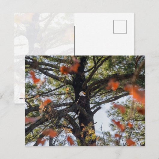 Adler und Fallende Blätter Postkarte (Vorne/Hinten)