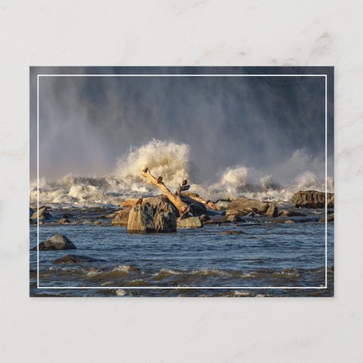 Adler und raues Wasser Postkarte (Vorderseite)