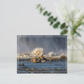 Adler und raues Wasser Postkarte (Stehend Vorderseite)