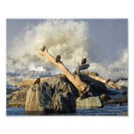 Adler und Rohwasser Fotodruck