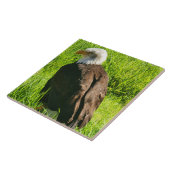 Adler-up-nahe Keramik Fliese (Seite)