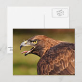 Adler, Vogel der Prey Postkarte (Vorne/Hinten)