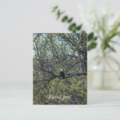 Adleraugenblick Postkarte (Stehend Vorderseite)