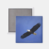 Adlerbarsch in die Höhe schießen , Alaska Magnet (Vorderseite/Rückseite)