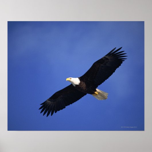Adlerbarsch in die Höhe schießen , Alaska Poster (Vorne)