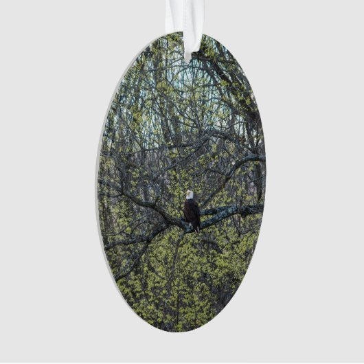 Adlerbewusstsein Ornament (Vorderseite)