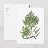 Adlerfarn Postkarte (Vorne/Hinten)