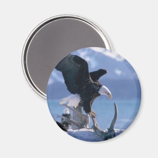 Adlerfliege2 Magnet (Vorderseite/Rückseite)