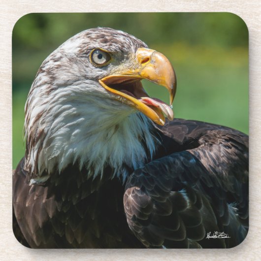 Adlerfoto Getränkeuntersetzer (Vorderseite)