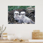 Adlerküken Poster (Küche)