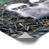 Adlerküken Poster (Ecke)