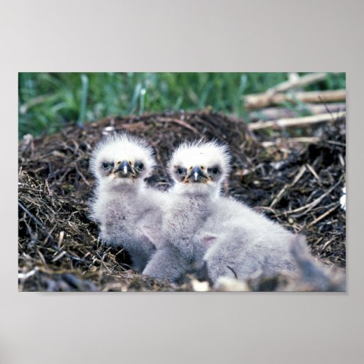 Adlerküken Poster (Vorne)
