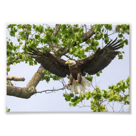 Adlerlandungsansatz Fotodruck (Vorne)