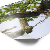 Adlerlandungsansatz Fotodruck (Ecke)