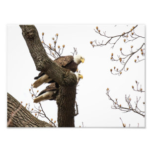 Adlerpaare Fotodruck