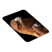 Adlerportrait auf schwarz abgeschieden magnet (Rechte Seite)