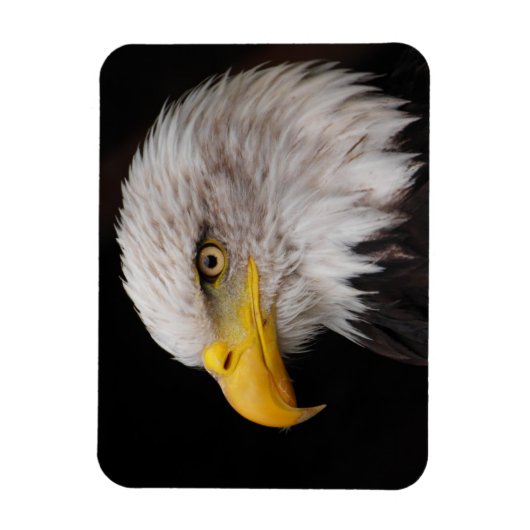 Adlerportrait Magnet (Vertikal)