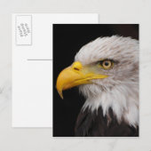 Adlerportrait Postkarte (Vorne/Hinten)