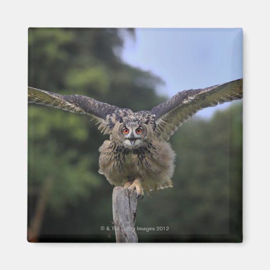 Adlerschale (Bubo bubo) Magnet (Vorne)