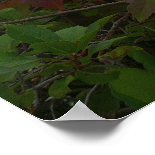 Adlersee und Rote Ahornfische Blätter Poster (Ecke)