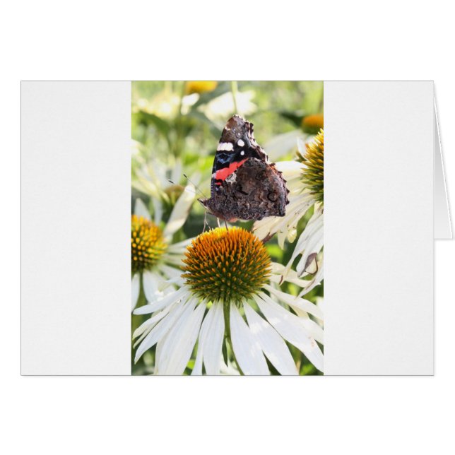 Admiral Butterfly auf Blume (Vorderseite (Horizontal))