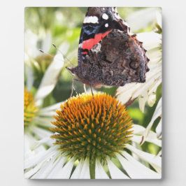 Admiral Butterfly auf Blume Fotoplatte