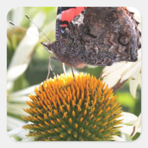 Admiral Butterfly auf Blume Quadratischer Aufkleber