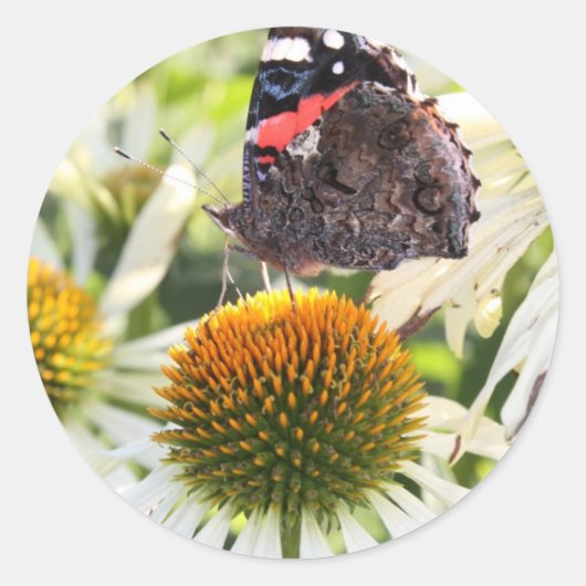Admiral Butterfly auf Blume Runder Aufkleber (Vorderseite)