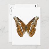 Admiral Butterfly Postkarte (Vorne/Hinten)