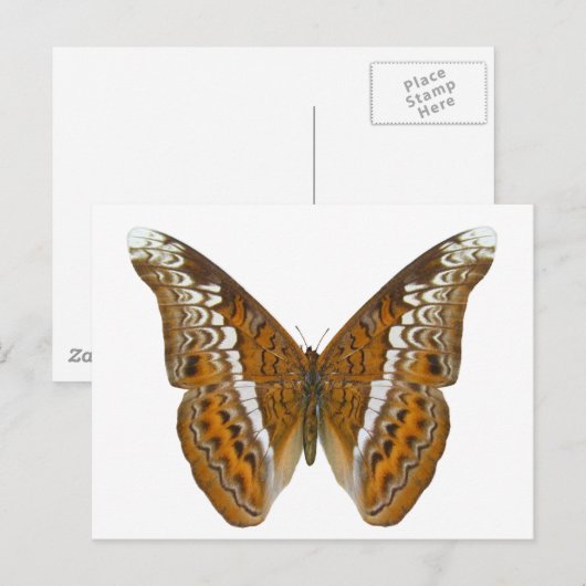 Admiral Butterfly Postkarte (Vorne/Hinten)