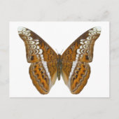 Admiral Butterfly Postkarte (Vorderseite)
