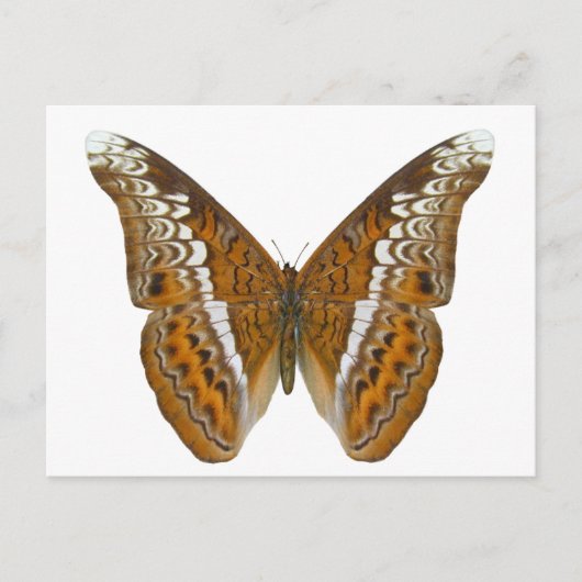 Admiral Butterfly Postkarte (Vorderseite)