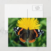 Admiral, Vanessa atalanta Postkarte (Vorne/Hinten)