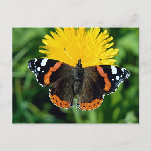 Admiral, Vanessa atalanta Postkarte (Vorderseite)