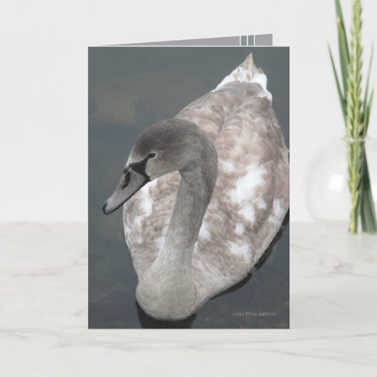 Adoleszent Beauty Karte (Vorderseite)