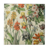 Adolph Millot botanische Illustration 2 Fliese (Vorderseite)
